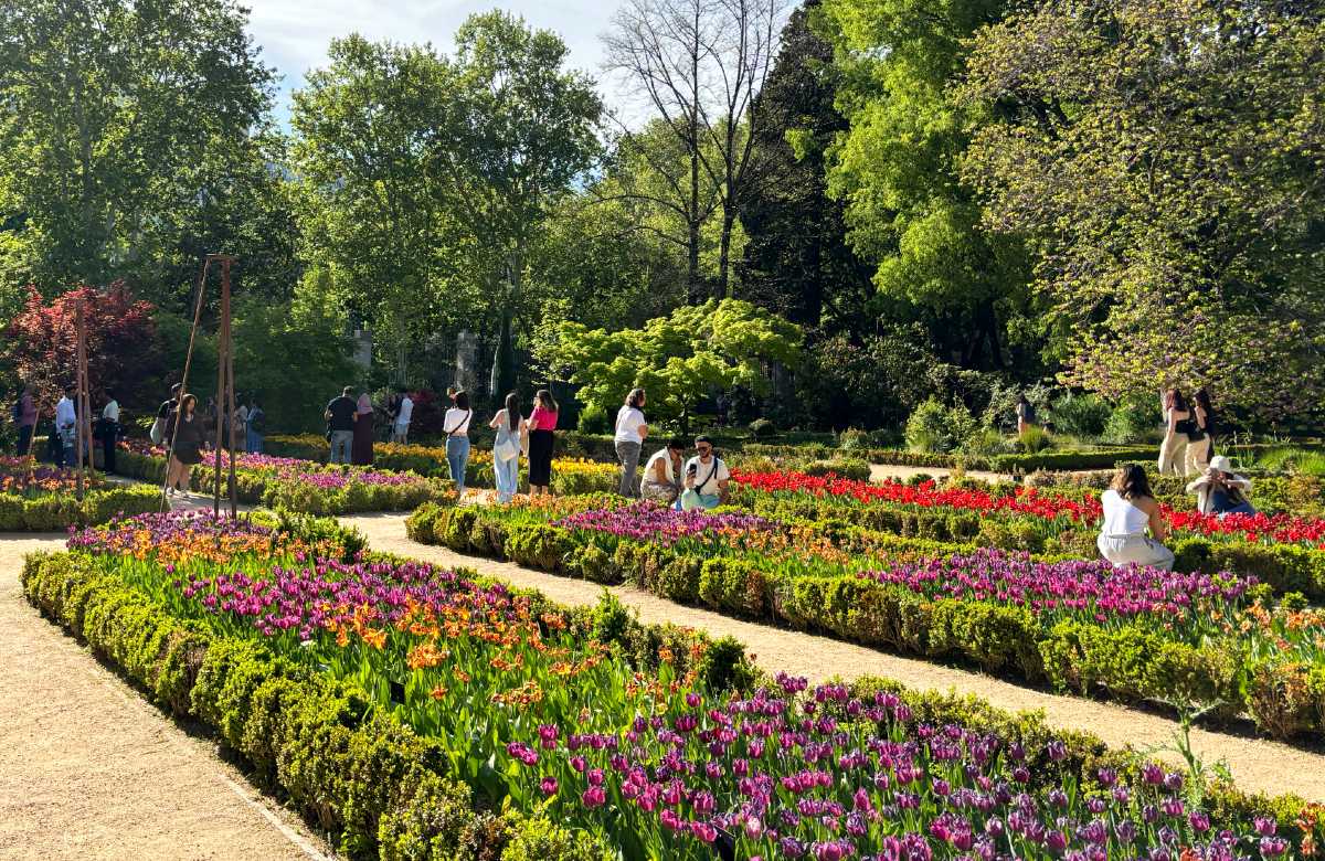 Tulipani Giardino Botanico Madrid